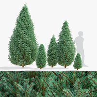 Picea pungens iseli fastigiate