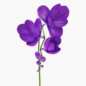 3D purple freesia flower