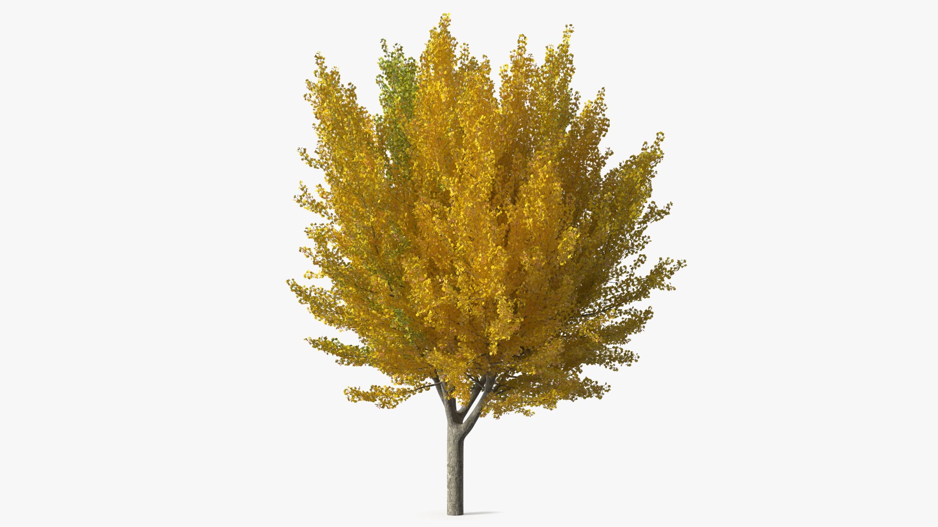 Ginkgo Tree Multicolored 3D model preview