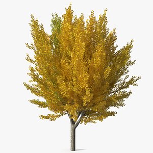 3D Ginkgo Tree Multicolored