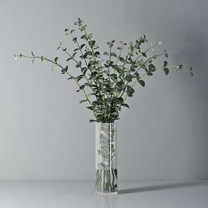 Eucalyptus 03
