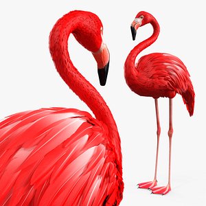 Exotic Bird Red Flamingo 3D model