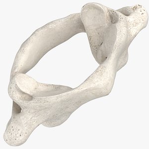 cervical vertebrae c1 atlas 3D model