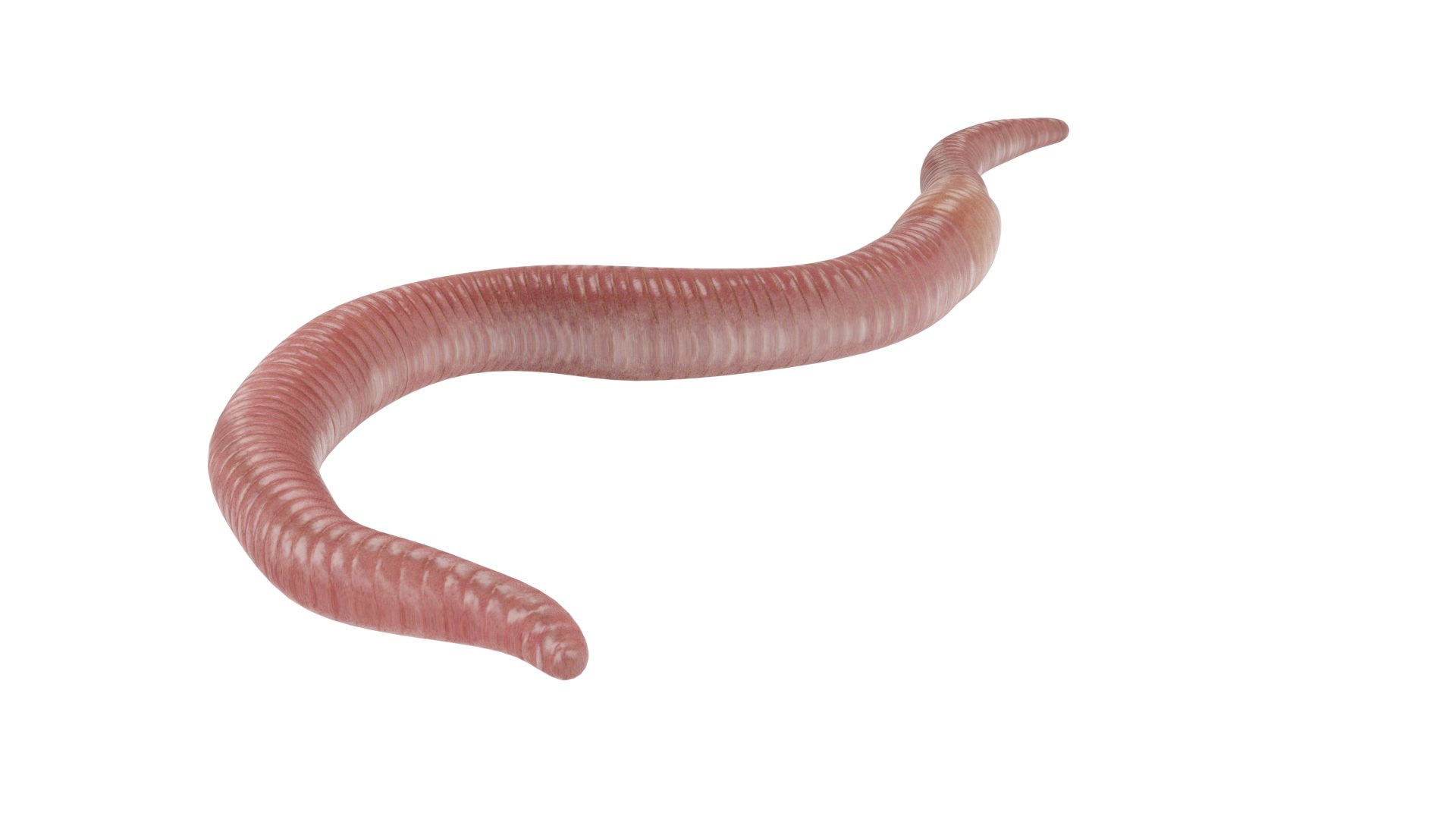 Earthworm Earth Worm 3D Model - TurboSquid 1659196