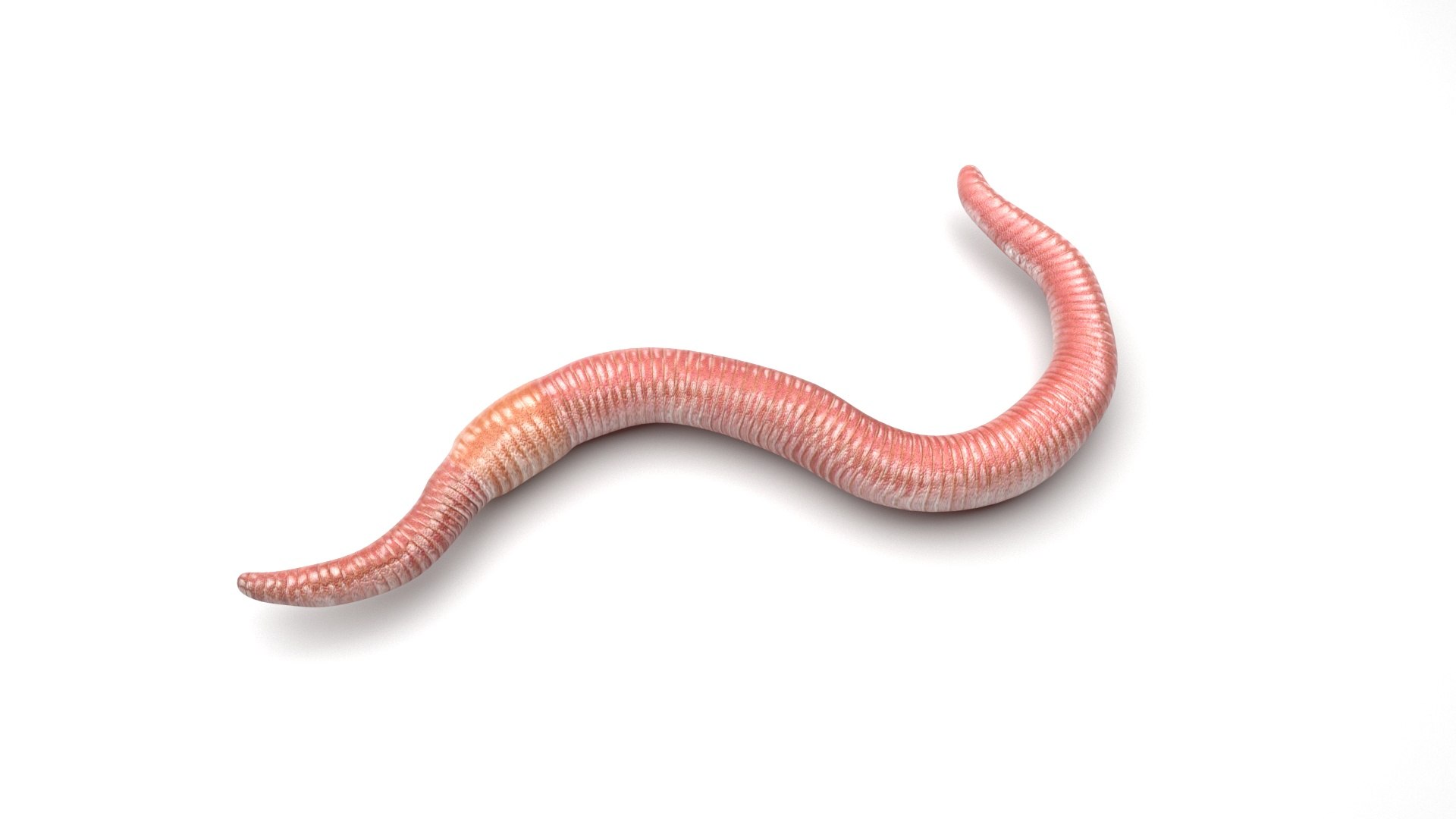 Earthworm Earth Worm 3D Model - TurboSquid 1659196