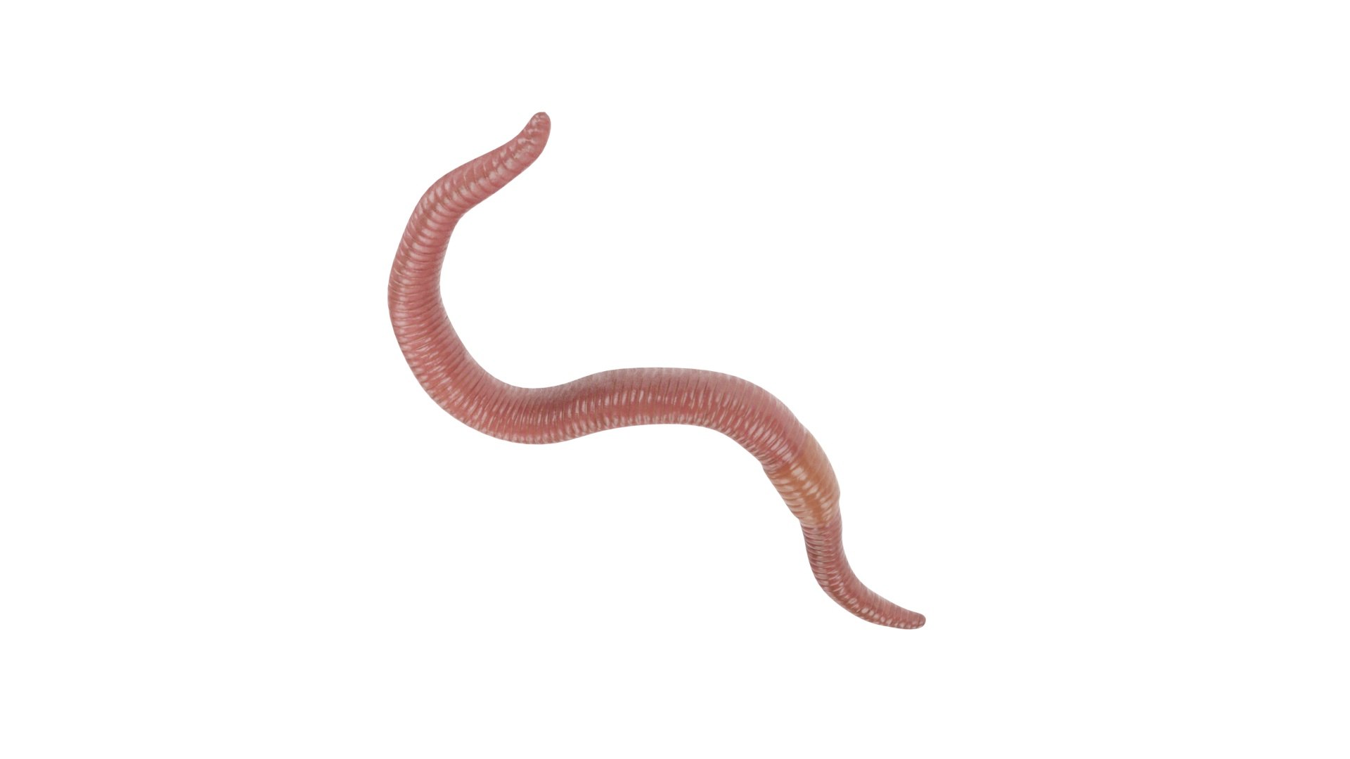 3D Earthworm - TurboSquid 1841807