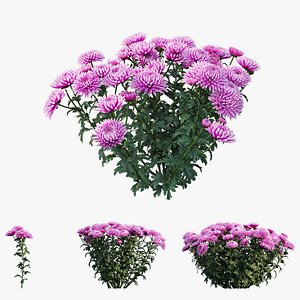chrysanthemum flower plant set 3D