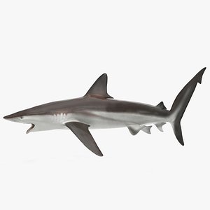 Whaler Shark Pose 2 3D Model