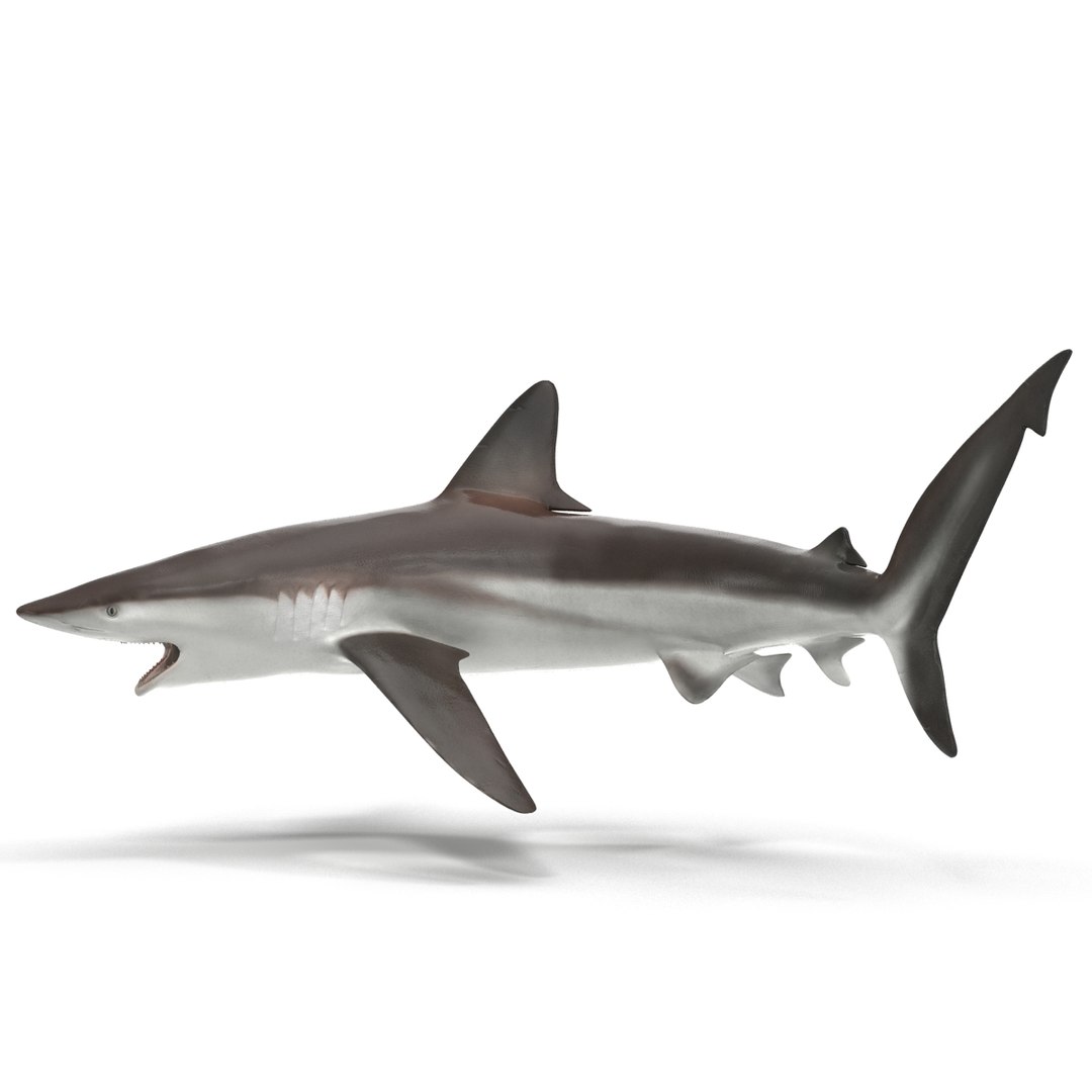 Whaler Shark Pose 2 3D Model 3D model preview