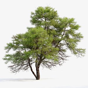 3D Japanese red pine 02