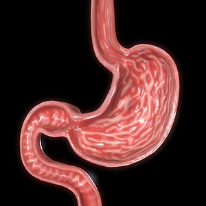 Stomach cross sectional anatomy