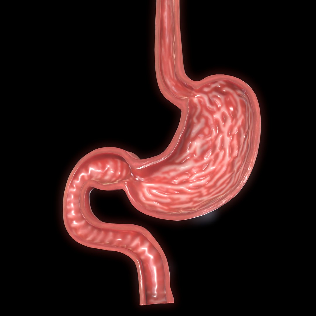 Modeled Stomach Cross Sectional 3D - TurboSquid 1638152