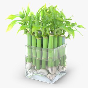 3d lucky bamboo plant