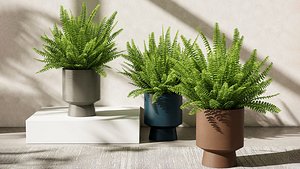 Boston Fern 02 3D model