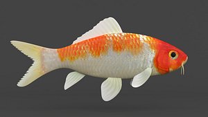 3D Fish Koi