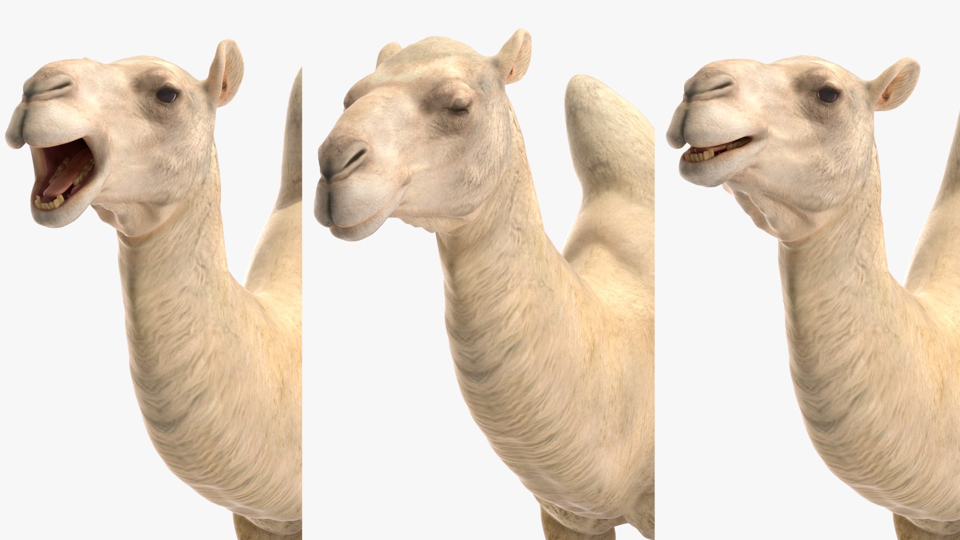3D Bactrian Camel Light Colored Rigged https://p.turbosquid.com/ts-thumb/qT/JkD8xt/19/bactriancamellightcoloredriggedc4dmodel023/jpg/1724677115/1920x1080/fit_q87/84704c7289ac7e37cb6ef7f2a846df774a9a84aa/bactriancamellightcoloredriggedc4dmodel023.jpg