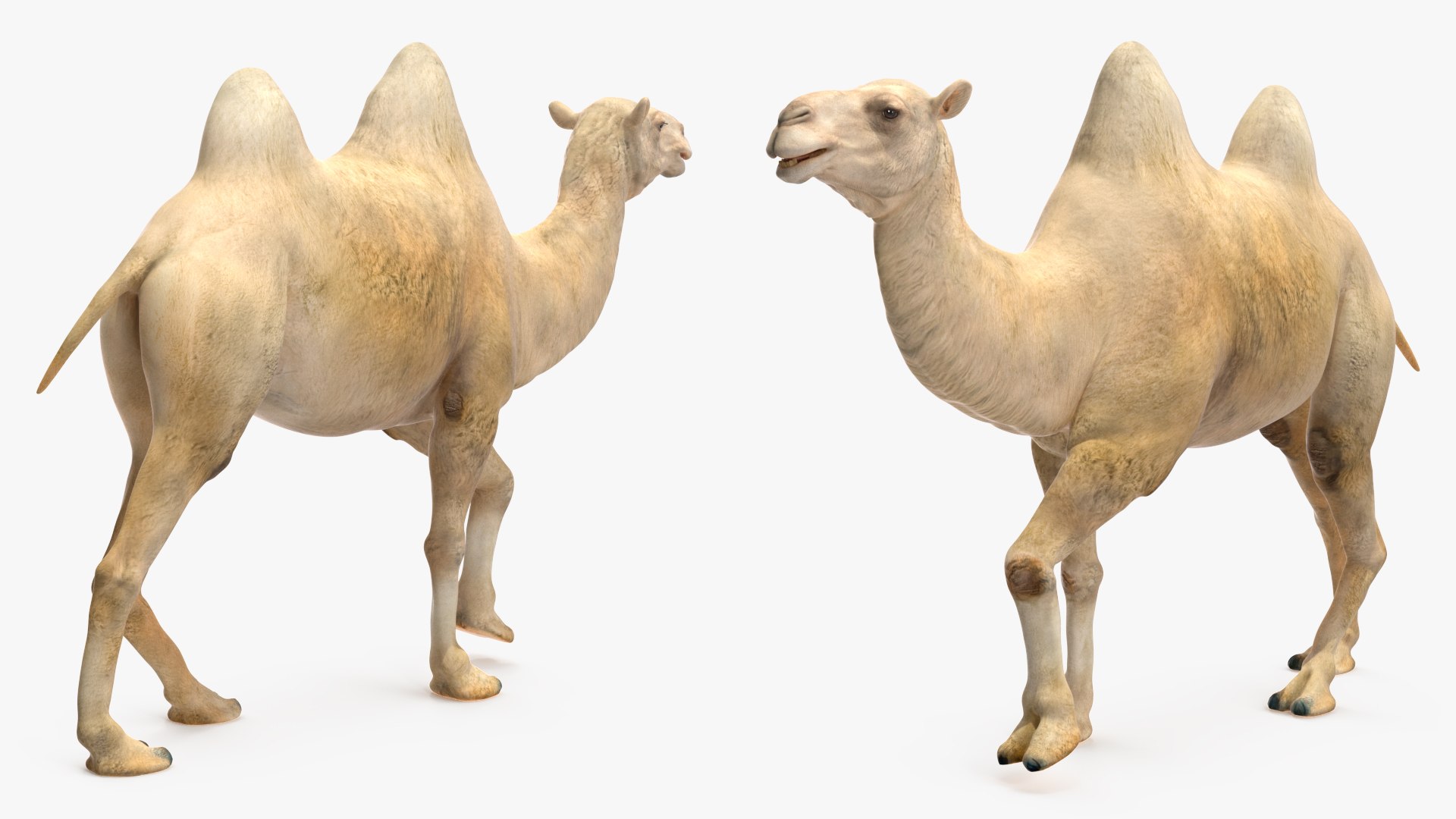 3D Bactrian Camel Light Colored Rigged https://p.turbosquid.com/ts-thumb/qT/JkD8xt/DR/bactriancamellightcoloredriggedc4dmodel015/jpg/1724677087/1920x1080/fit_q87/e872c93670e2abf531420952a51661b541c1e80f/bactriancamellightcoloredriggedc4dmodel015.jpg