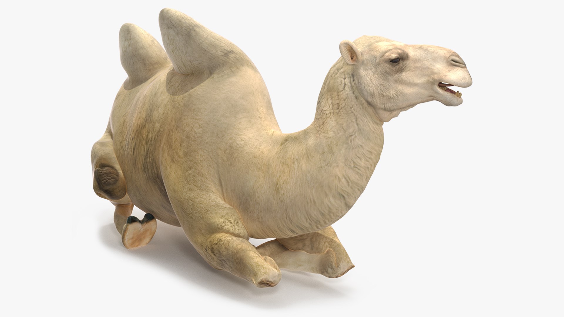 3D Bactrian Camel Light Colored Rigged https://p.turbosquid.com/ts-thumb/qT/JkD8xt/EE/bactriancamellightcoloredriggedc4dmodel030/jpg/1724677140/1920x1080/fit_q87/8f6e815a70d21520817fa584f80608089ce579da/bactriancamellightcoloredriggedc4dmodel030.jpg