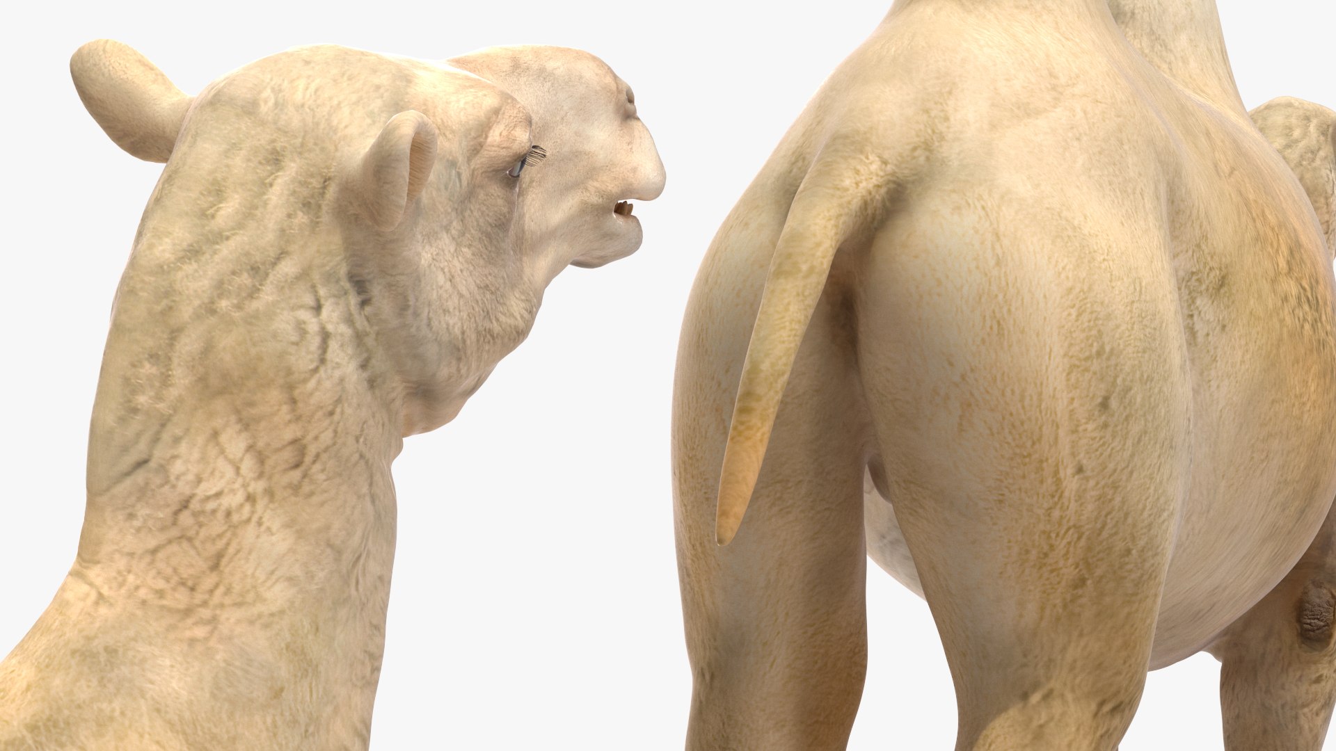 3D Bactrian Camel Light Colored Rigged https://p.turbosquid.com/ts-thumb/qT/JkD8xt/Qe/bactriancamellightcoloredriggedc4dmodel025/jpg/1724677123/1920x1080/fit_q87/d43666e357cea6d5dceec84457878a34cb0269eb/bactriancamellightcoloredriggedc4dmodel025.jpg