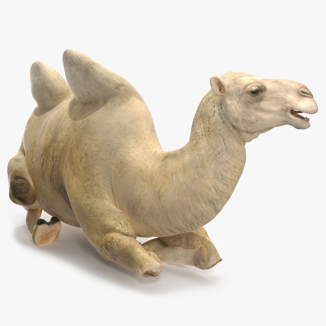 3D Bactrian Camel Light Colored Rigged https://p.turbosquid.com/ts-thumb/qT/JkD8xt/Qs/bactriancamellightcoloredriggedc4dmodel029/jpg/1724677136/1920x1080/fit_q87/44d062f5ca945c2e3b0a5d0dd71b904e89d3735a/bactriancamellightcoloredriggedc4dmodel029.jpg