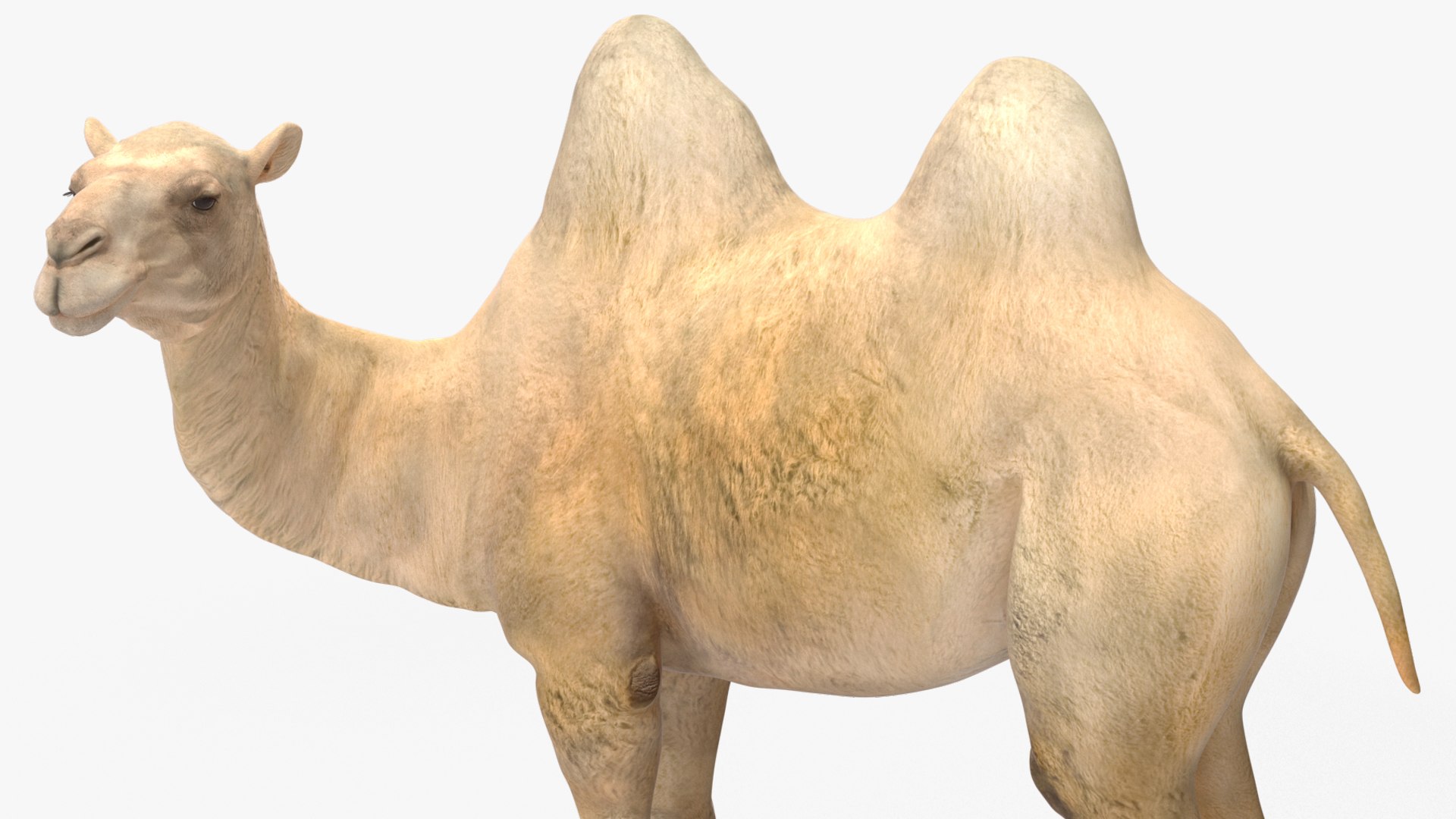 3D Bactrian Camel Light Colored Rigged https://p.turbosquid.com/ts-thumb/qT/JkD8xt/R2/bactriancamellightcoloredriggedc4dmodel019/jpg/1724677102/1920x1080/fit_q87/a7000196ec3b4b79fcca349ade185a0aa9fb67fa/bactriancamellightcoloredriggedc4dmodel019.jpg