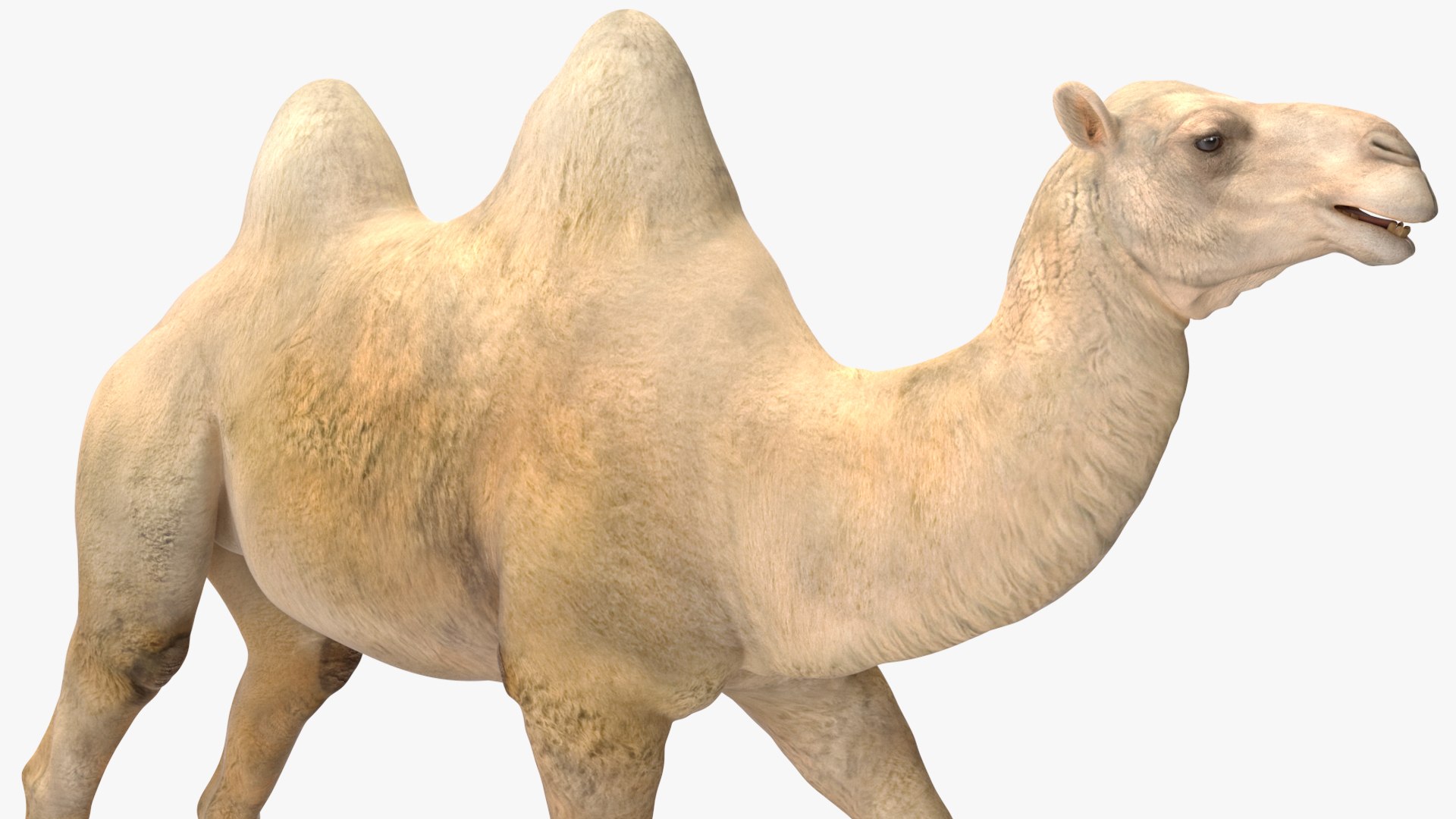 3D Bactrian Camel Light Colored Rigged https://p.turbosquid.com/ts-thumb/qT/JkD8xt/SB/bactriancamellightcoloredriggedc4dmodel018/jpg/1724677098/1920x1080/fit_q87/57eb88aba74d06c65db7b161035ffd3a98536058/bactriancamellightcoloredriggedc4dmodel018.jpg
