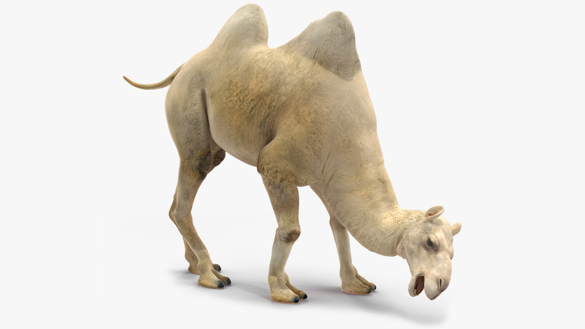 3D Bactrian Camel Light Colored Rigged https://p.turbosquid.com/ts-thumb/qT/JkD8xt/Vg/bactriancamellightcoloredriggedc4dmodel028/jpg/1724677133/1920x1080/fit_q87/39459e1a9b5ceff4951369852f5381bae1d80ff0/bactriancamellightcoloredriggedc4dmodel028.jpg