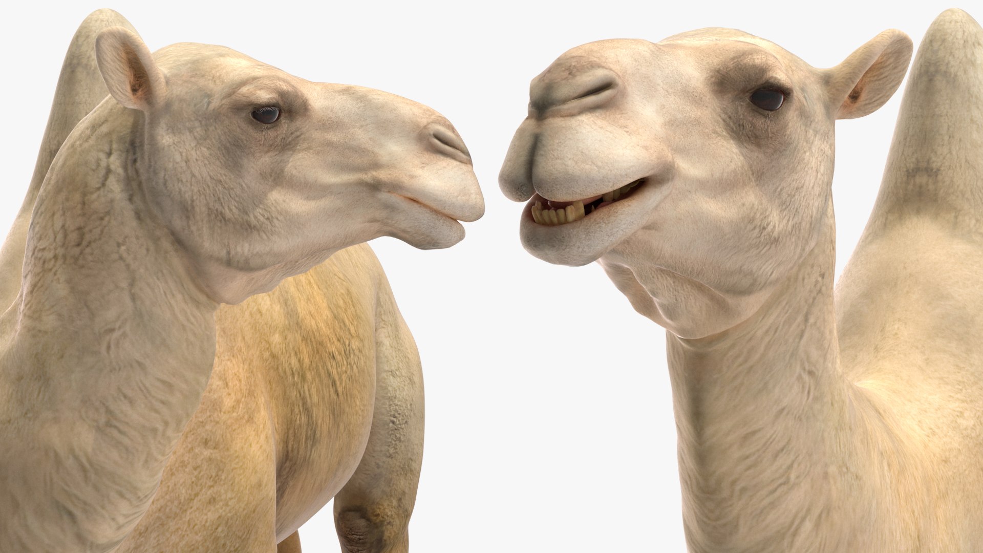 3D Bactrian Camel Light Colored Rigged https://p.turbosquid.com/ts-thumb/qT/JkD8xt/WH/bactriancamellightcoloredriggedc4dmodel026/jpg/1724677126/1920x1080/fit_q87/cfd8b6038ae2862f90c8bfd8e88f51783e506e34/bactriancamellightcoloredriggedc4dmodel026.jpg