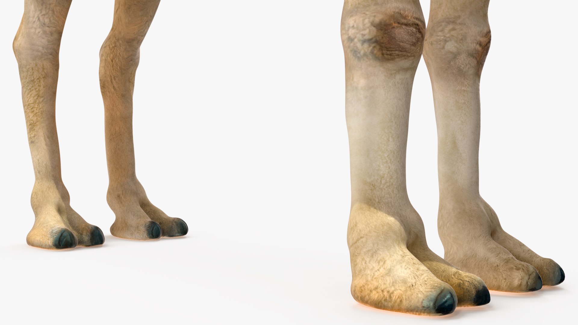 3D Bactrian Camel Light Colored Rigged https://p.turbosquid.com/ts-thumb/qT/JkD8xt/Ze/bactriancamellightcoloredriggedc4dmodel020/jpg/1724677105/1920x1080/fit_q87/5d36de685feaf2976fccffad1fca5550410c3d0f/bactriancamellightcoloredriggedc4dmodel020.jpg