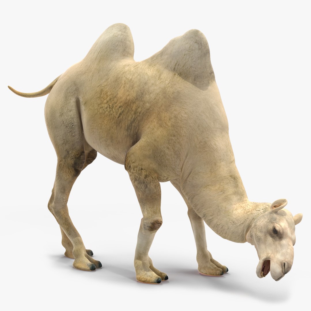3D Bactrian Camel Light Colored Rigged https://p.turbosquid.com/ts-thumb/qT/JkD8xt/eW/bactriancamellightcoloredriggedc4dmodel027/jpg/1724677130/1920x1080/fit_q87/be72efcd64efdf89eba885b14410ecc2fa396d6e/bactriancamellightcoloredriggedc4dmodel027.jpg