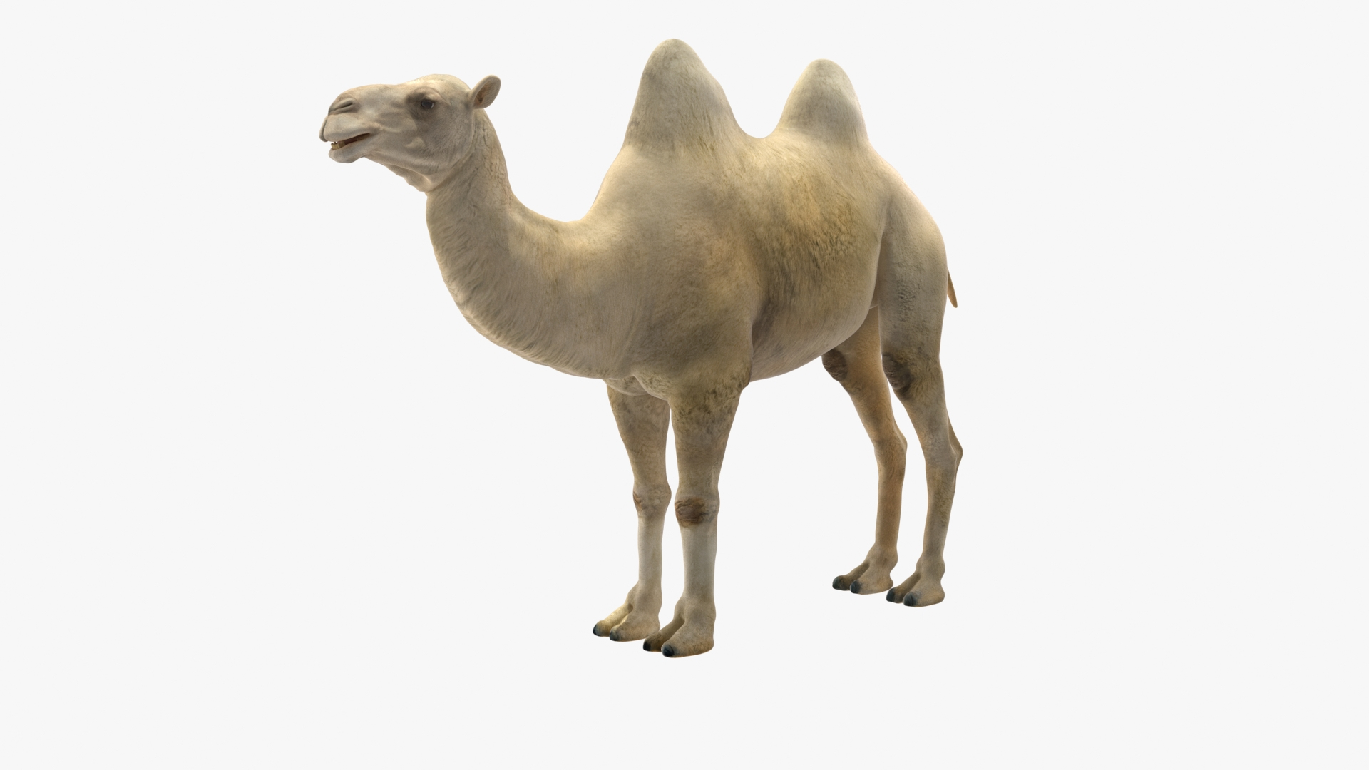 3D Bactrian Camel Light Colored Rigged https://p.turbosquid.com/ts-thumb/qT/JkD8xt/jh/bactrian_camel_light_colored_rigged_360/jpg/1724676943/1920x1080/turn_fit_q99/e1e5f8b0381e55b0026fd10bc363e23e5925573c/bactrian_camel_light_colored_rigged_360-1.jpg