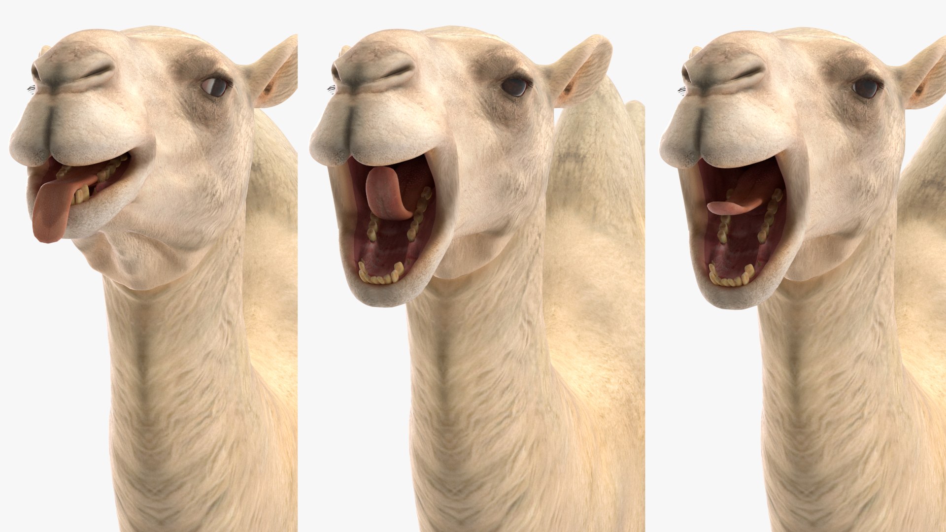 3D Bactrian Camel Light Colored Rigged https://p.turbosquid.com/ts-thumb/qT/JkD8xt/lI/bactriancamellightcoloredriggedc4dmodel024/jpg/1724677119/1920x1080/fit_q87/d3e99208ca9d4493deef915ae4404db6195898f7/bactriancamellightcoloredriggedc4dmodel024.jpg