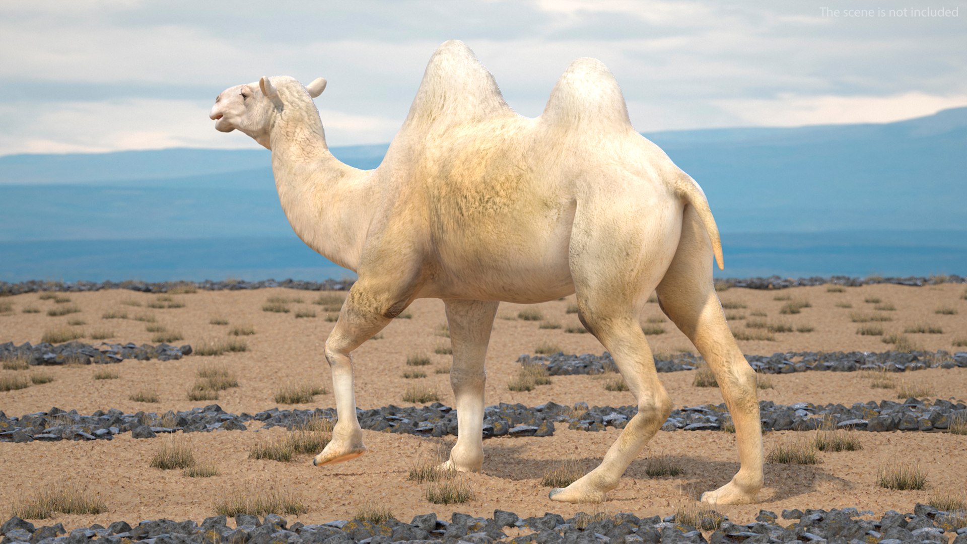 3D Bactrian Camel Light Colored Rigged https://p.turbosquid.com/ts-thumb/qT/JkD8xt/sS/bactriancamellightcoloredriggedc4dmodel007/jpg/1724677054/1920x1080/fit_q87/8ede60208f90037e90887ab4f3a759a141c104c0/bactriancamellightcoloredriggedc4dmodel007.jpg