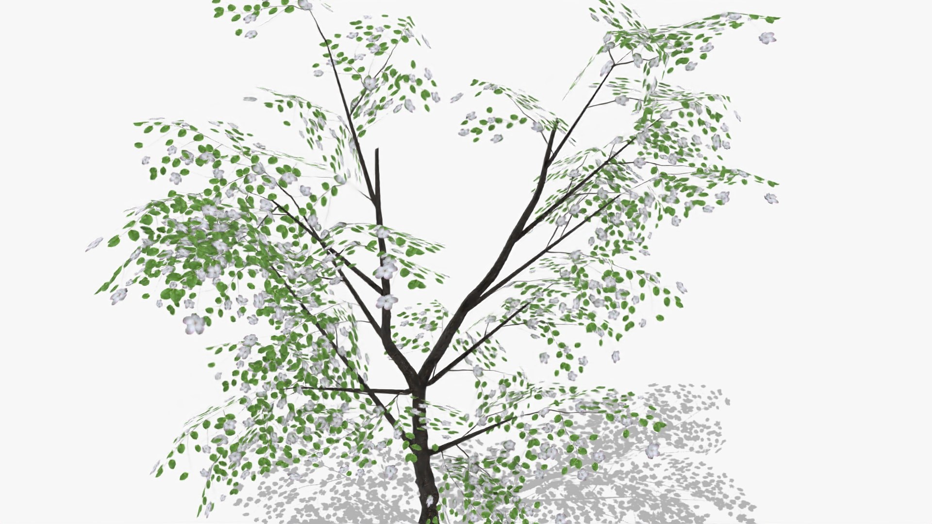 Quince Flowers Model - TurboSquid 1630129