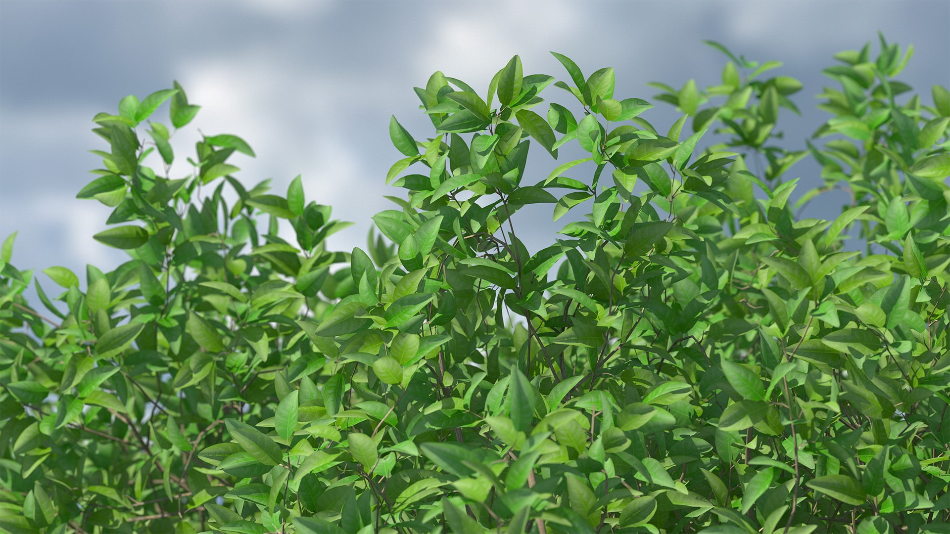 Orange Tree 3D Model - TurboSquid 1437790