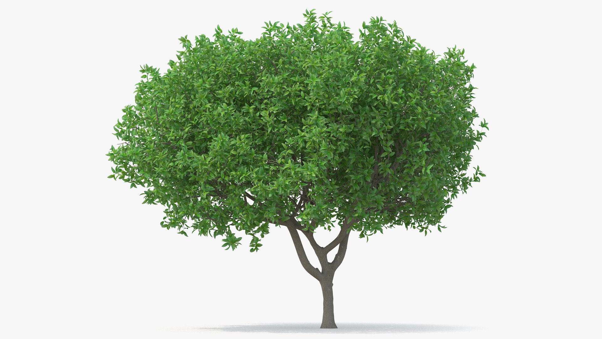 Orange Tree 3D Model - TurboSquid 1437790