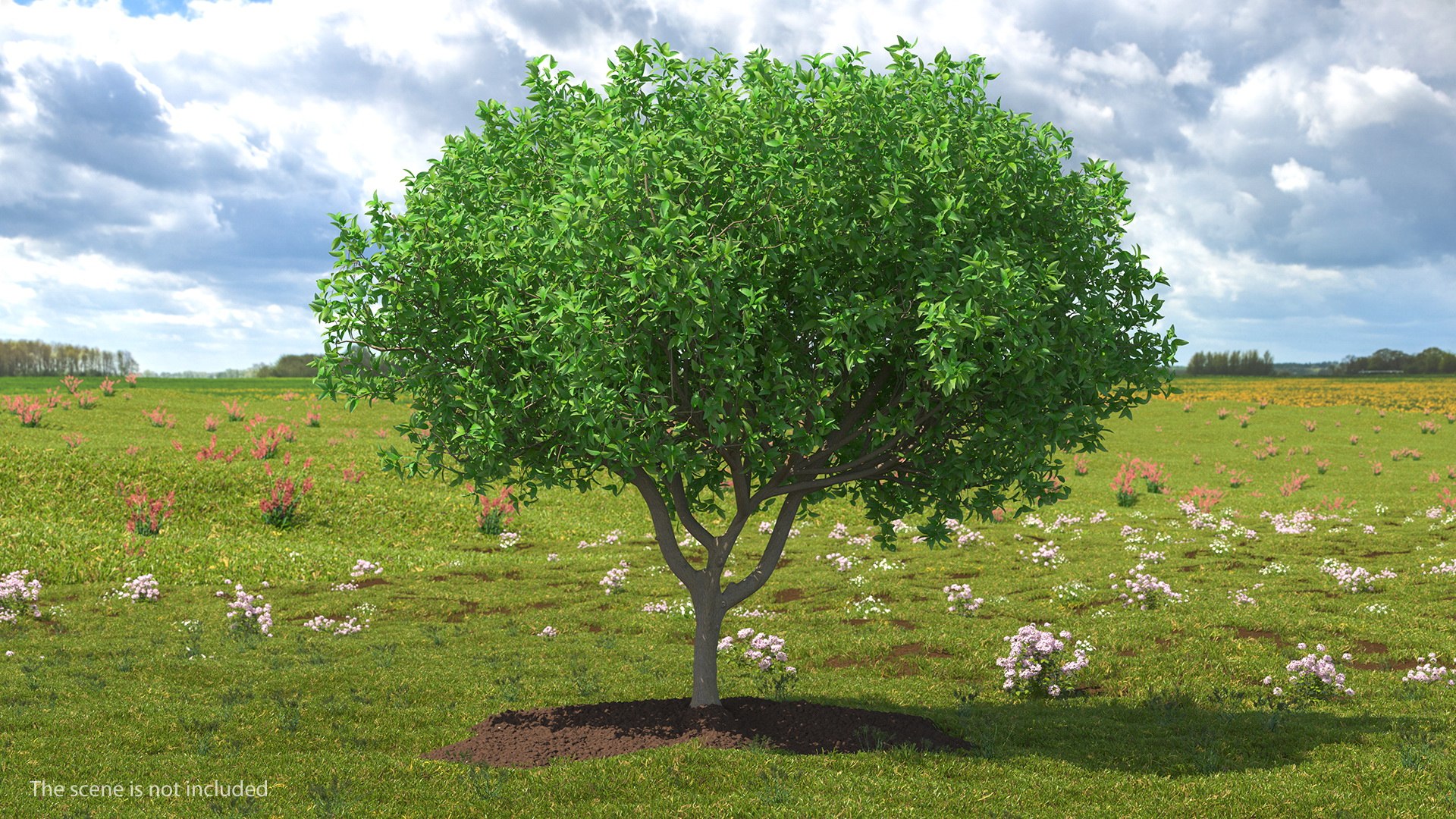 Orange Tree 3D model preview