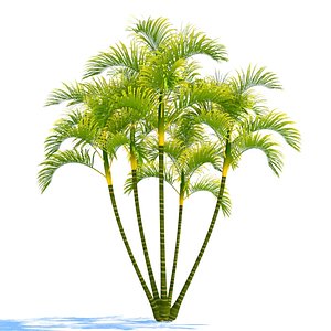 max dypsis lutescens