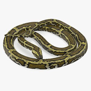 3D model green python snake curled