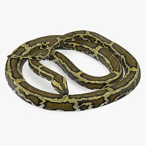 Green Python Snake Curled Pose