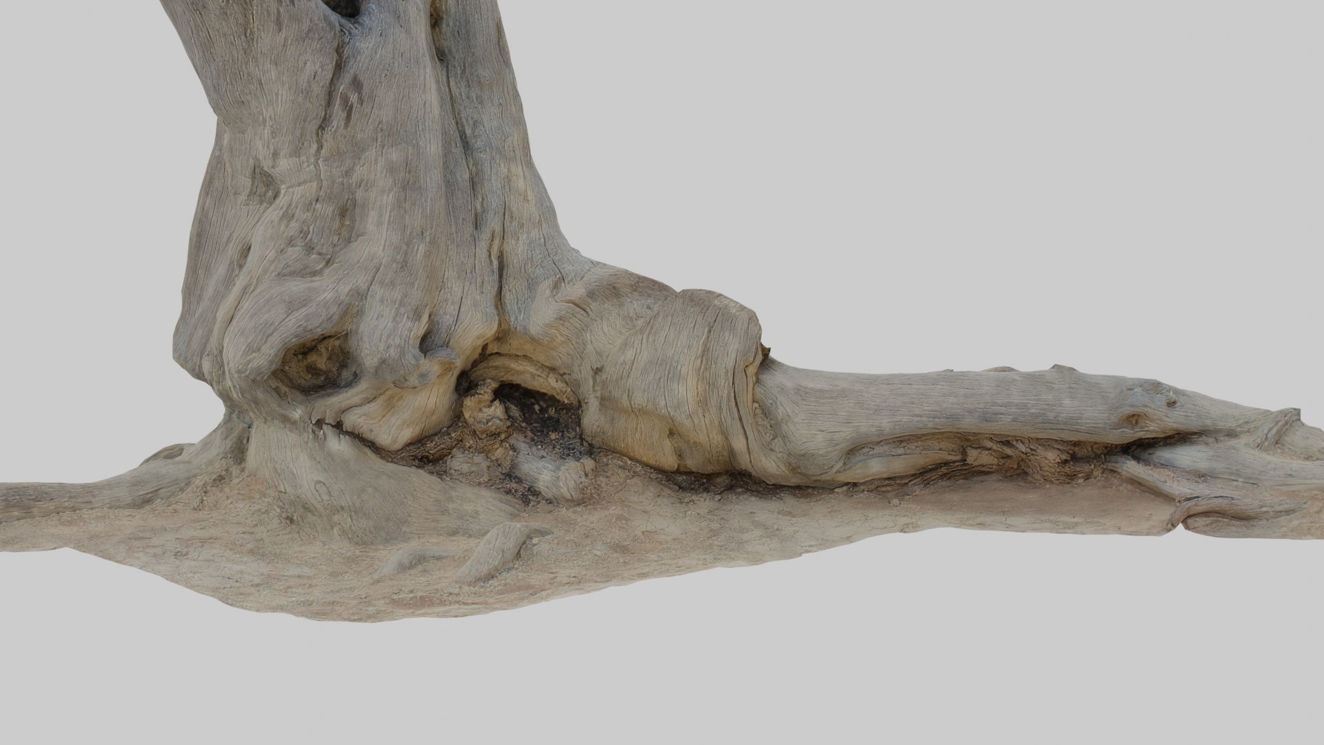 Namibian Dry Tree 01 - Scan 3D - TurboSquid 2036935