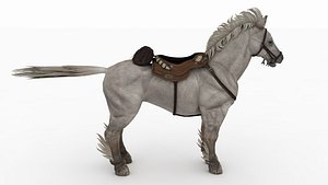 Saddled Horse