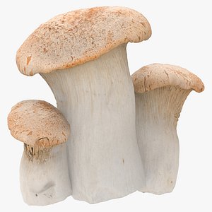 King Trumpet Mushroom
