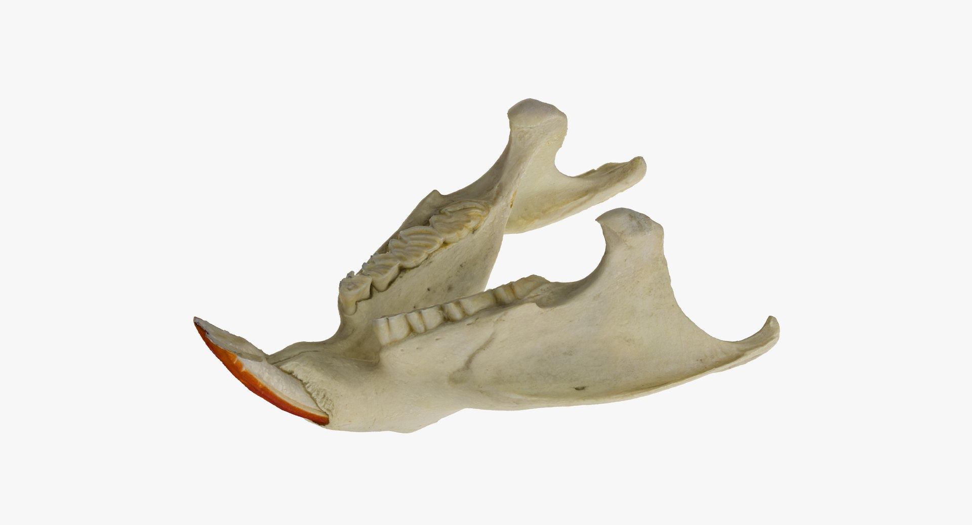 Coypu - Skull Base