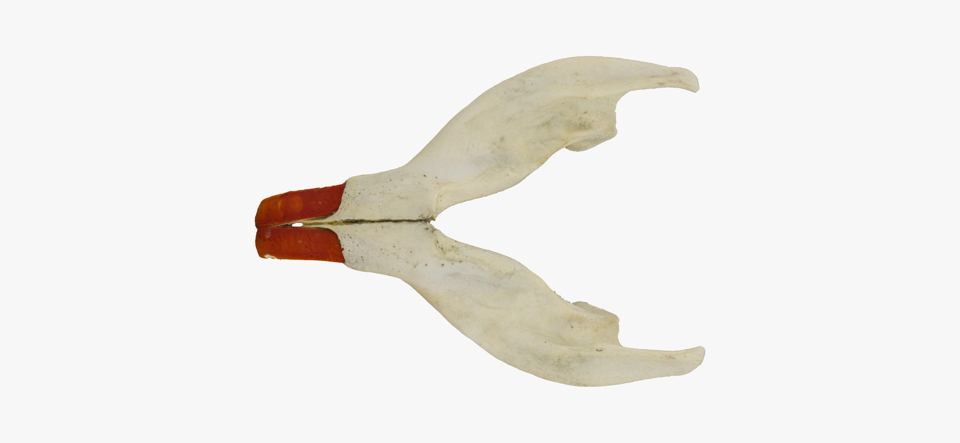 Coypu Myocastor Nutria Jaw 3D - TurboSquid 1587084 Coypu Myocastor Nutria Jaw 3D - TurboSquid 1587084
