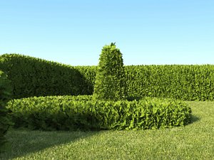 a hedge of arborvitae
