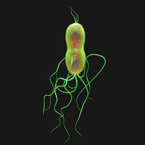 Bacteria