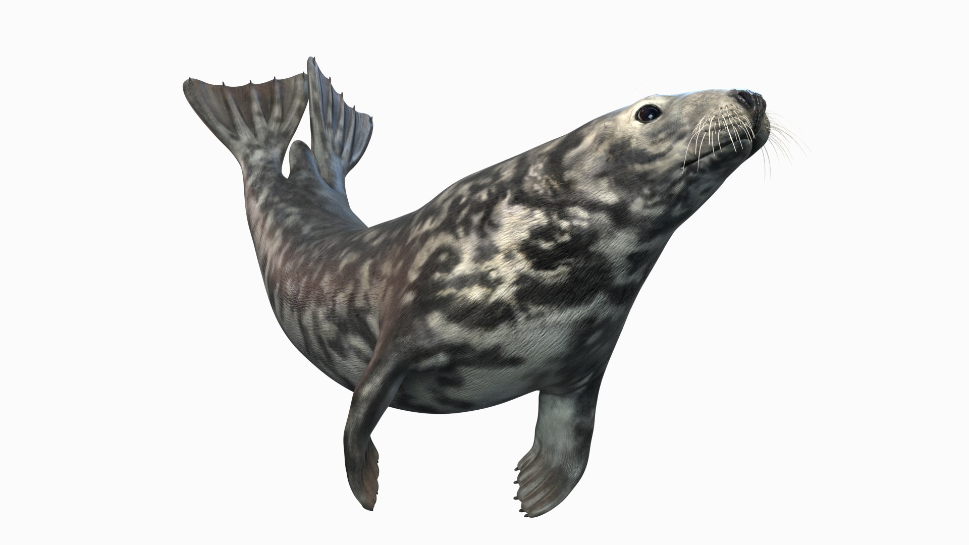 3D Grey seal Animated model - TurboSquid 2079075