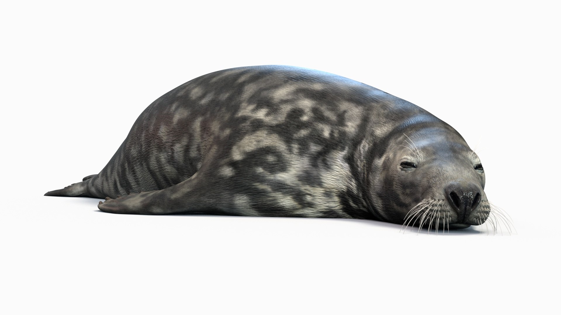 3D Grey seal Animated model - TurboSquid 2079075