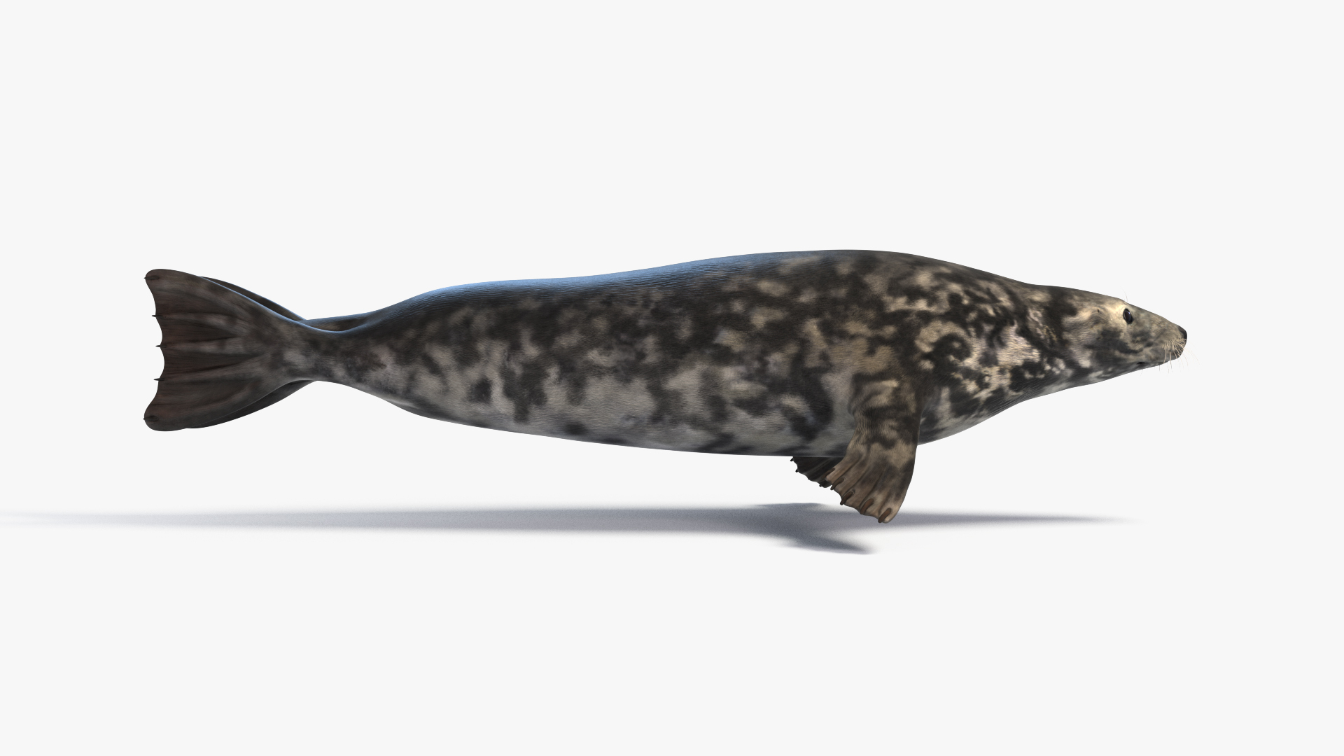 3D Grey seal Animated model - TurboSquid 2079075